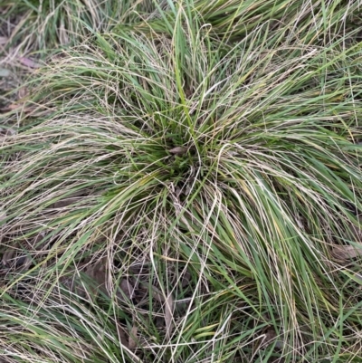 Nassella neesiana (Chilean Needlegrass) at Hughes Garran Woodland - 12 Jun 2024 by ruthkerruish