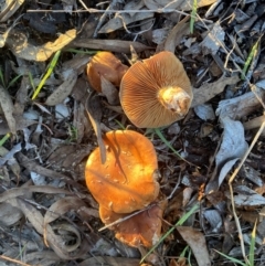 Agarics gilled fungi at Hughes Garran Woodland - 12 Jun 2024 by ruthkerruish