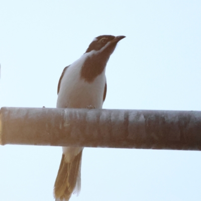 Entomyzon cyanotis (Blue-faced Honeyeater) at Albury - 9 Jun 2024 by MichaelWenke