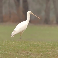 Platalea flavipes (Yellow-billed Spoonbill) at Albury - 9 Jun 2024 by Trevor