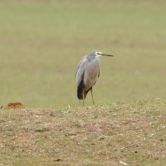 Egretta novaehollandiae (White-faced Heron) at Albury - 9 Jun 2024 by MichaelWenke