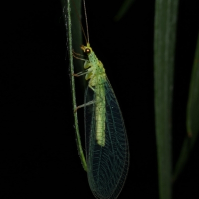 Apertochrysa edwardsi (A Green Lacewing) at WendyM's farm at Freshwater Ck. - 26 Feb 2023 by WendyEM