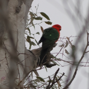 Alisterus scapularis at Albury - 9 Jun 2024