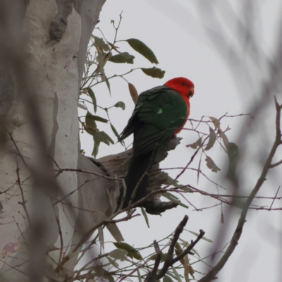 Alisterus scapularis (Australian King-Parrot) at Albury - 9 Jun 2024 by Trevor