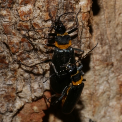 Chauliognathus lugubris (Plague Soldier Beetle) at Freshwater Creek, VIC - 26 Feb 2023 by WendyEM