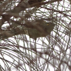 Caligavis chrysops (Yellow-faced Honeyeater) at Albury - 9 Jun 2024 by Trevor