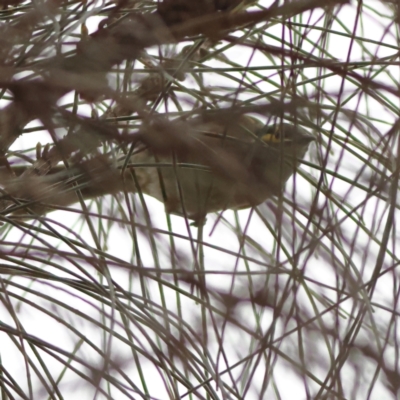 Caligavis chrysops (Yellow-faced Honeyeater) at Albury - 9 Jun 2024 by MichaelWenke