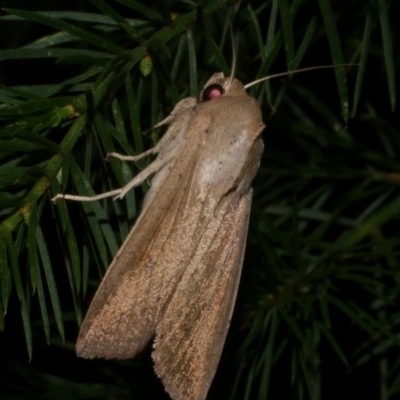 Mythimna (Pseudaletia) convecta (Common Armyworm) at Freshwater Creek, VIC - 26 Feb 2023 by WendyEM