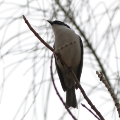 Melithreptus lunatus (White-naped Honeyeater) at Albury - 9 Jun 2024 by MichaelWenke