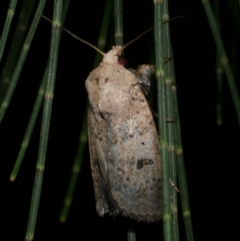 Proteuxoa hypochalchis (Black-bar Noctuid) at WendyM's farm at Freshwater Ck. - 26 Feb 2023 by WendyEM