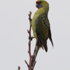 Platycercus elegans flaveolus (Yellow Rosella) at Albury - 9 Jun 2024 by Trevor