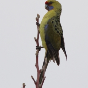 Platycercus elegans flaveolus at Albury - 9 Jun 2024