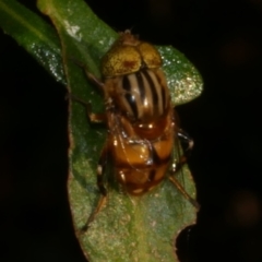 Eristalinus punctulatus (Golden Native Drone Fly) at WendyM's farm at Freshwater Ck. - 23 Feb 2023 by WendyEM