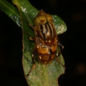 Eristalinus punctulatus at WendyM's farm at Freshwater Ck. - 23 Feb 2023 07:01 PM