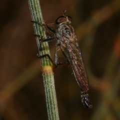 Asilidae (family) at suppressed - 23 Feb 2023 by WendyEM