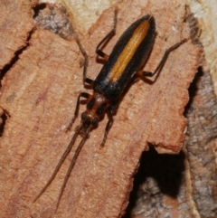 Sessinia punctum at Freshwater Creek, VIC - 23 Feb 2023 by WendyEM