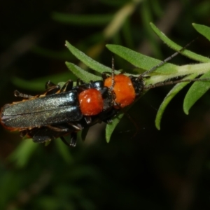 Chauliognathus tricolor at WendyM's farm at Freshwater Ck. - 23 Feb 2023