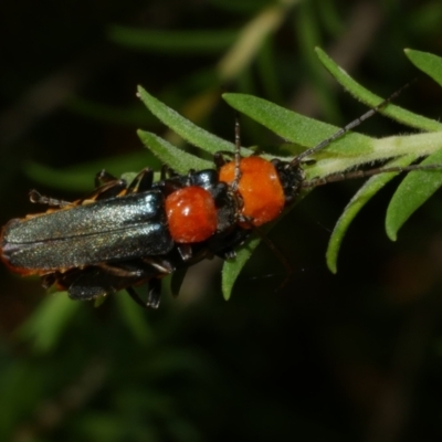 Chauliognathus tricolor (Tricolor soldier beetle) at Freshwater Creek, VIC - 23 Feb 2023 by WendyEM
