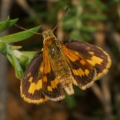 Unidentified Skipper (Hesperiidae) at Freshwater Creek, VIC - 23 Feb 2023 by WendyEM