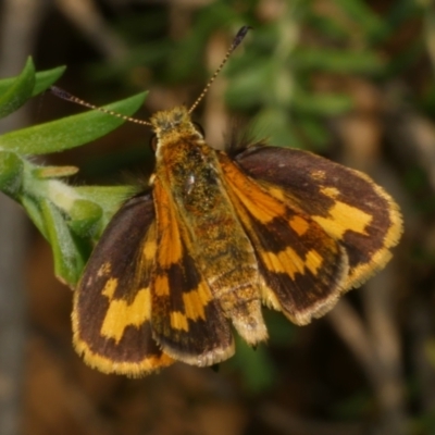 Ocybadistes walkeri (Green Grass-dart) at Freshwater Creek, VIC - 23 Feb 2023 by WendyEM