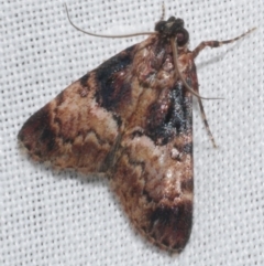 Orthaga thyrisalis (Teatree Web Moth) at Freshwater Creek, VIC - 20 Feb 2023 by WendyEM