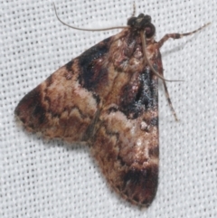 Orthaga thyrisalis (Teatree Web Moth) at WendyM's farm at Freshwater Ck. - 20 Feb 2023 by WendyEM