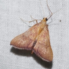 Endotricha pyrosalis (A Pyralid moth) at Freshwater Creek, VIC - 20 Feb 2023 by WendyEM