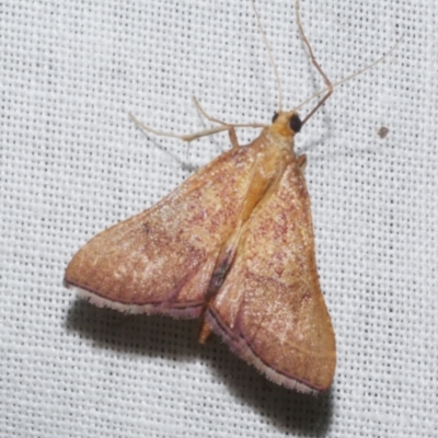 Endotricha pyrosalis (A Pyralid moth) at WendyM's farm at Freshwater Ck. - 20 Feb 2023 by WendyEM