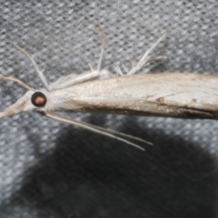 Culladia cuneiferellus (Crambinae moth) at WendyM's farm at Freshwater Ck. - 21 Feb 2023 by WendyEM