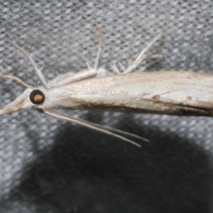 Culladia cuneiferellus at WendyM's farm at Freshwater Ck. - 21 Feb 2023 01:38 AM