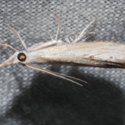 Culladia cuneiferellus (Crambinae moth) at WendyM's farm at Freshwater Ck. - 20 Feb 2023 by WendyEM