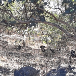 Corcorax melanorhamphos at Tuggeranong Hill - 12 Jun 2024