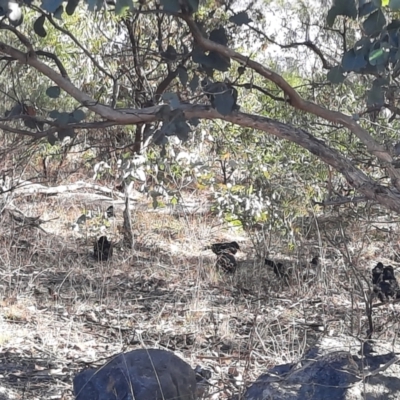 Corcorax melanorhamphos (White-winged Chough) at Tuggeranong Hill - 11 Jun 2024 by MB