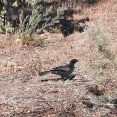 Corcorax melanorhamphos at Tuggeranong Hill - 12 Jun 2024