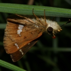 Dispar compacta (Barred Skipper) at Freshwater Creek, VIC - 20 Feb 2023 by WendyEM