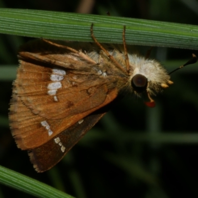 Dispar compacta (Barred Skipper) at Freshwater Creek, VIC - 20 Feb 2023 by WendyEM