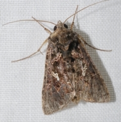 Ctenoplusia limbirena (Scar Bank Gem) at WendyM's farm at Freshwater Ck. - 20 Feb 2023 by WendyEM