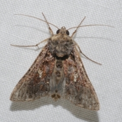 Ctenoplusia limbirena at WendyM's farm at Freshwater Ck. - 21 Feb 2023