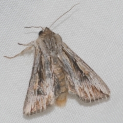 Persectania ewingii (Southern Armyworm) at Freshwater Creek, VIC - 20 Feb 2023 by WendyEM