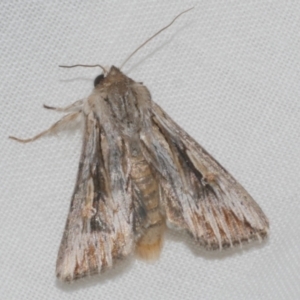 Unidentified Noctuoid moth (except Arctiinae) at suppressed by WendyEM