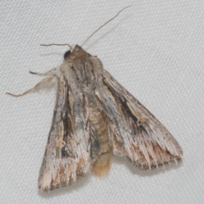 Persectania ewingii (Southern Armyworm) at WendyM's farm at Freshwater Ck. - 20 Feb 2023 by WendyEM