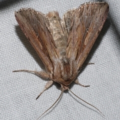 Persectania dyscrita (Inland Armyworm) at WendyM's farm at Freshwater Ck. - 20 Feb 2023 by WendyEM