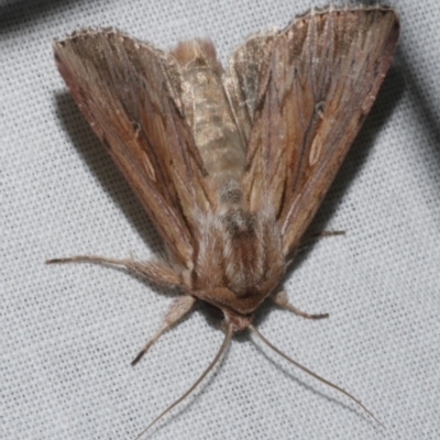 Persectania dyscrita (Inland Armyworm) at Freshwater Creek, VIC - 20 Feb 2023 by WendyEM