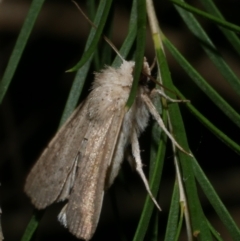 Leucania uda (A Noctuid moth) at Freshwater Creek, VIC - 20 Feb 2023 by WendyEM