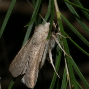 Leucania uda (A Noctuid moth) at WendyM's farm at Freshwater Ck. by WendyEM
