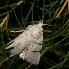 Leucania uda at WendyM's farm at Freshwater Ck. - 21 Feb 2023 12:43 AM