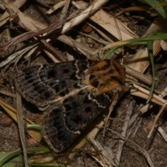 Proteuxoa sanguinipuncta (Blood-spotted Noctuid) at WendyM's farm at Freshwater Ck. - 21 Feb 2023 by WendyEM