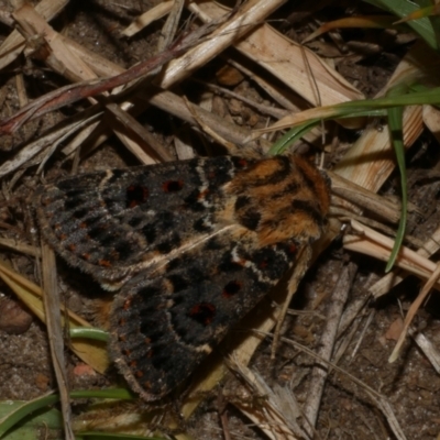 Proteuxoa sanguinipuncta (Blood-spotted Noctuid) at Freshwater Creek, VIC - 20 Feb 2023 by WendyEM