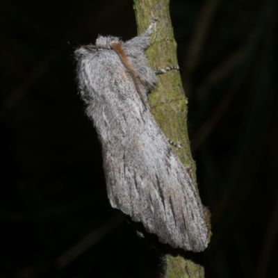 Destolmia lineata (Streaked Notodontid Moth) at Freshwater Creek, VIC - 20 Feb 2023 by WendyEM