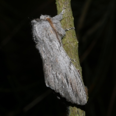 Destolmia lineata (Streaked Notodontid Moth) at WendyM's farm at Freshwater Ck. - 21 Feb 2023 by WendyEM